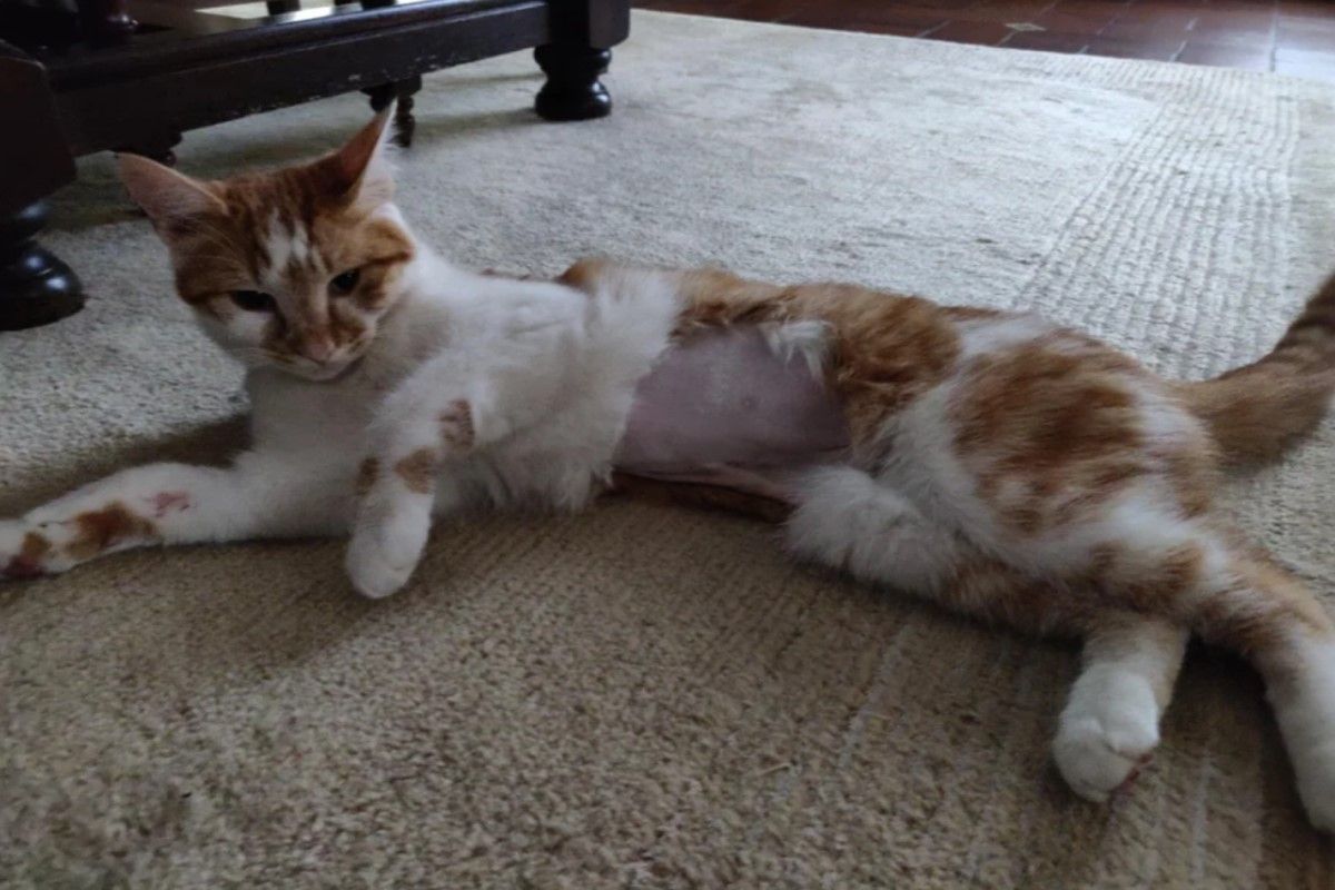 ▲國外一名飼主家的橘白貓因為3天不吃飯，送到醫院照超音波，沒想到真相讓飼主超傻眼！（圖／Reddit帳號Mysticstorms）