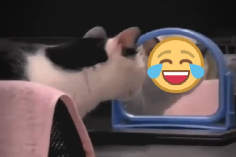 ▲一隻黑白貓驚訝地看著鏡子中的自己。（圖／Reddit帳號spyrg）
