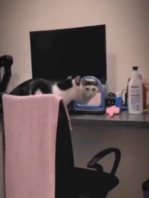 ▲一隻黑白貓看見桌上鏡子裡的倒影，感到相當困惑。（圖／Reddit帳號spyrg）