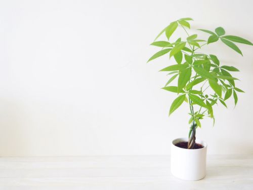 家中擺放開運植物,除了旺運勢的效果外,還可美化環境。(示意圖/取自photo AC) ▲家中擺放開運植物,除了旺運勢的效果外,還可美化環境。(示意圖/取自photo AC)