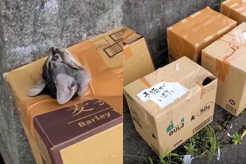 ▲日本山口縣的動物旅館外出現大規模遺棄，10隻貓被封在紙箱內尖叫，當地人見狀狂搖頭。（圖／Twitter：neko_niwa）