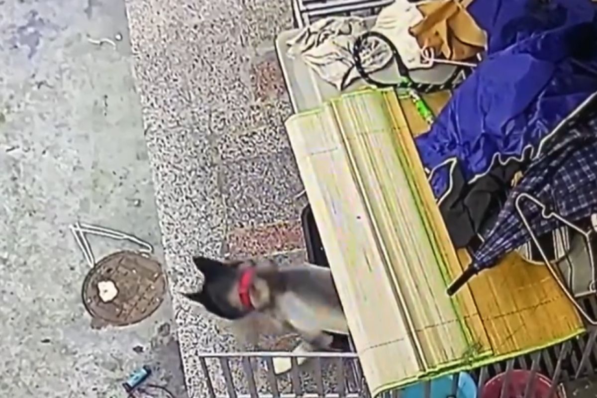 ▲二哈逃家到養雞吵大鬧21隻雞，老闆憤而扣押，主人拿錢包賠償贖狗：「要養不起啦」。（圖／微博：梨視頻）