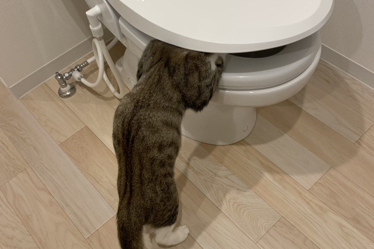 ▲虎斑貓將整顆頭塞入馬桶，看起來就像在吐，飼主笑說：「宿醉了啦」。（圖／Twitter：neko_no_robi）