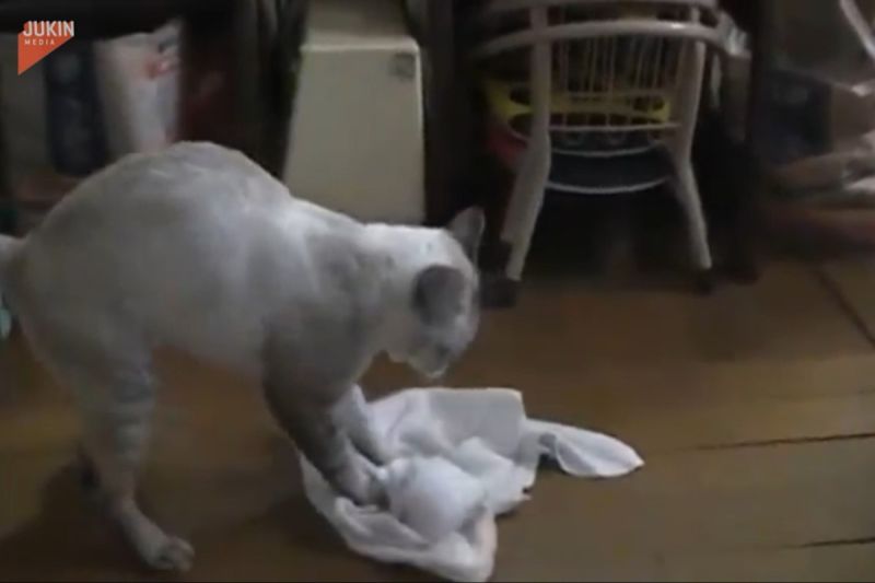 ▲國外一隻貓咪抓著毛巾努力擦地板！（圖／AP美聯社／Jukin Media）