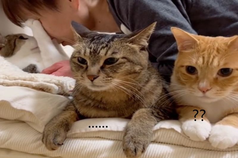 ▲日本一隻貓咪頻頻拒絕奴才的親親，同伴卻在一旁見死不救。（圖／TikTok帳號go_home_loa）