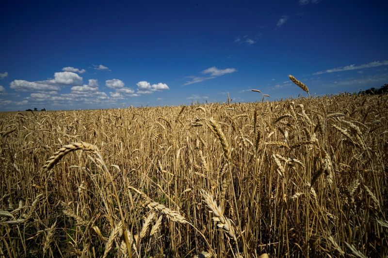 ▲俄羅斯、烏克蘭代表與聯合國及土耳其官員會談，希望為穀物出口危機解套。示意圖。（圖／美聯社／達志影像）