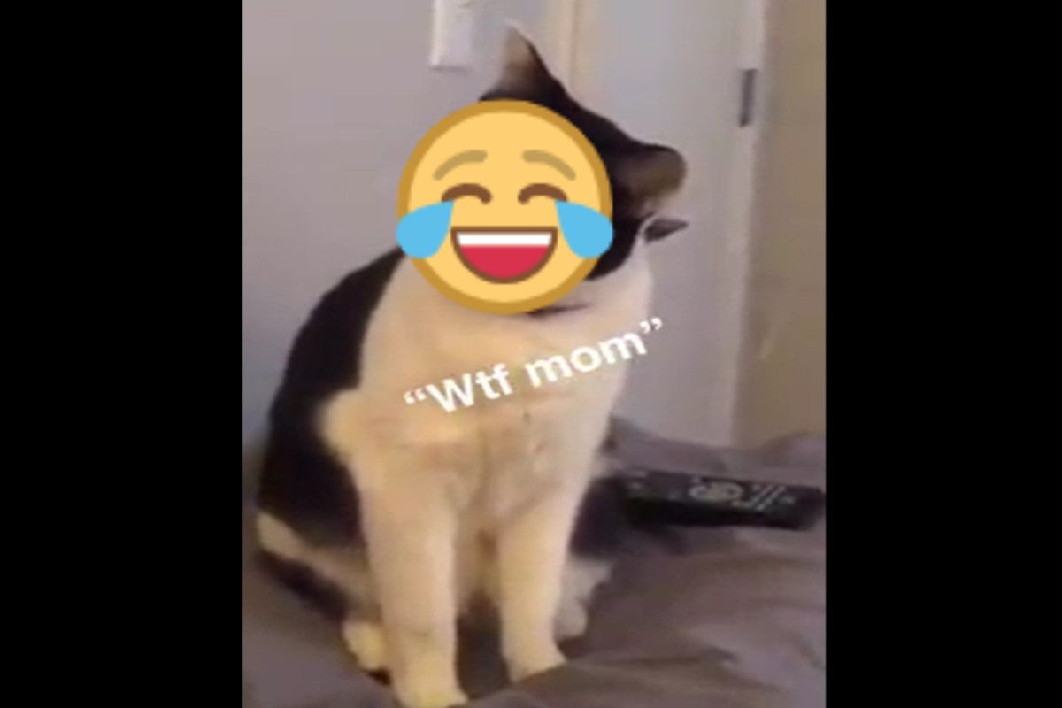 ▲美國一隻賓士貓看到飼主敷面膜，表情非常疑惑又震驚。（圖／FB帳號Chelsea Gostevskyh）