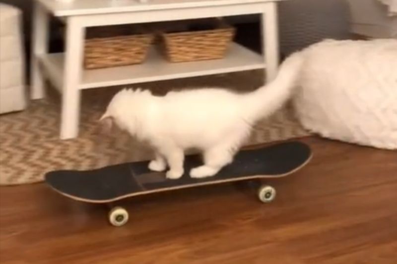 ▲國外一隻白貓在屋內溜滑板，嚇傻飼主。（圖／TikTok帳號yeti.ready）