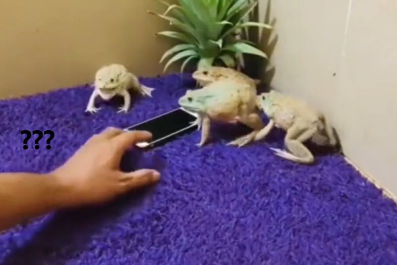 不是呱呱！4隻青蛙霸占手機　學「尖叫雞」嚇人：走開啦
