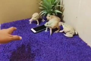 ▲4隻青蛙將手機團團包圍，並對男子擺出威嚇的姿勢。（圖／推特帳號Twitube_123）