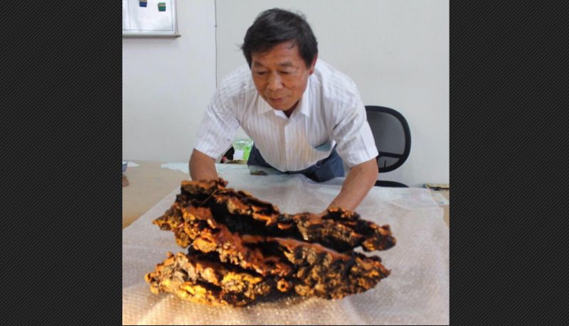 ▲在槍擊案中唯一倖存下來的賴敏男，是台灣大學農化系博士，為著名菇蕈類專家，有「牛樟芝之父」之稱。（圖／翻攝自賴敏男臉書）