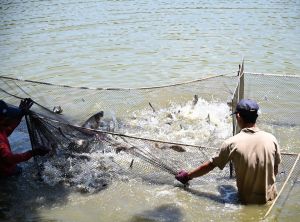 ▲成功湖底撈出約1公噸的大頭鰱、吳郭魚、錦鯉等。（圖／《國立清華大學National Tsing Hua University》FB）