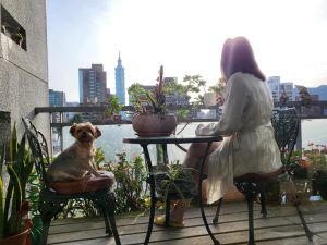 ▲陳美鳳陽台一隅,愛犬妞妞作陪。(圖/陳美鳳臉書) ▲陳美鳳陽台一隅,愛犬妞妞作陪。(圖/陳美鳳臉書)