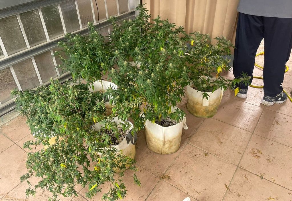 ▲張姓男子是留美醫學碩士，不願承襲家業，竟與2名友人在花蓮玉里家中倉庫種植大麻。新北永和警方日前分別逮獲張男等3人，起出大麻植株413株，成品17餘公斤，移送檢方偵辦。（圖／中央社）