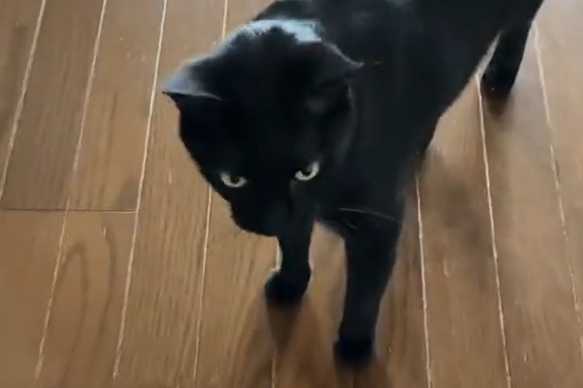 ▲媽媽突然傳訊息說：「家中貓咪好像壞了？」，她點開影片被萌翻。（圖／Twitter：uricat_TRPG）