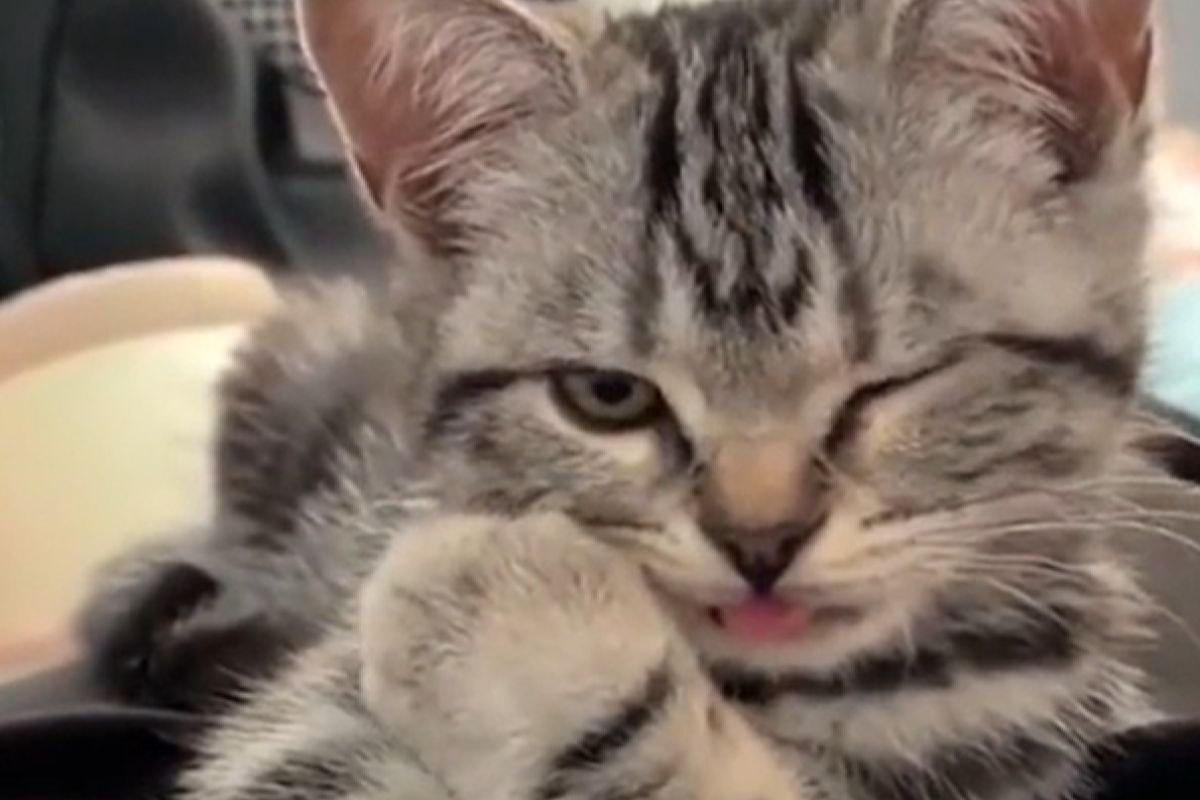 ▲花花公子貓！賣萌賣一半突霸氣外露，小眼微眨迷暈人。（圖／Riddit：LongFalls44）