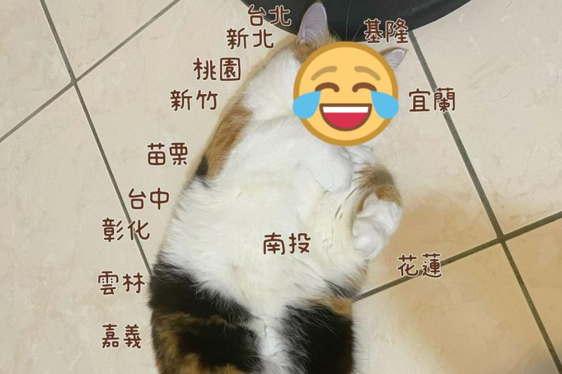 三花貓完美呈現「台灣本島地圖」!網笑:環島要用吸的