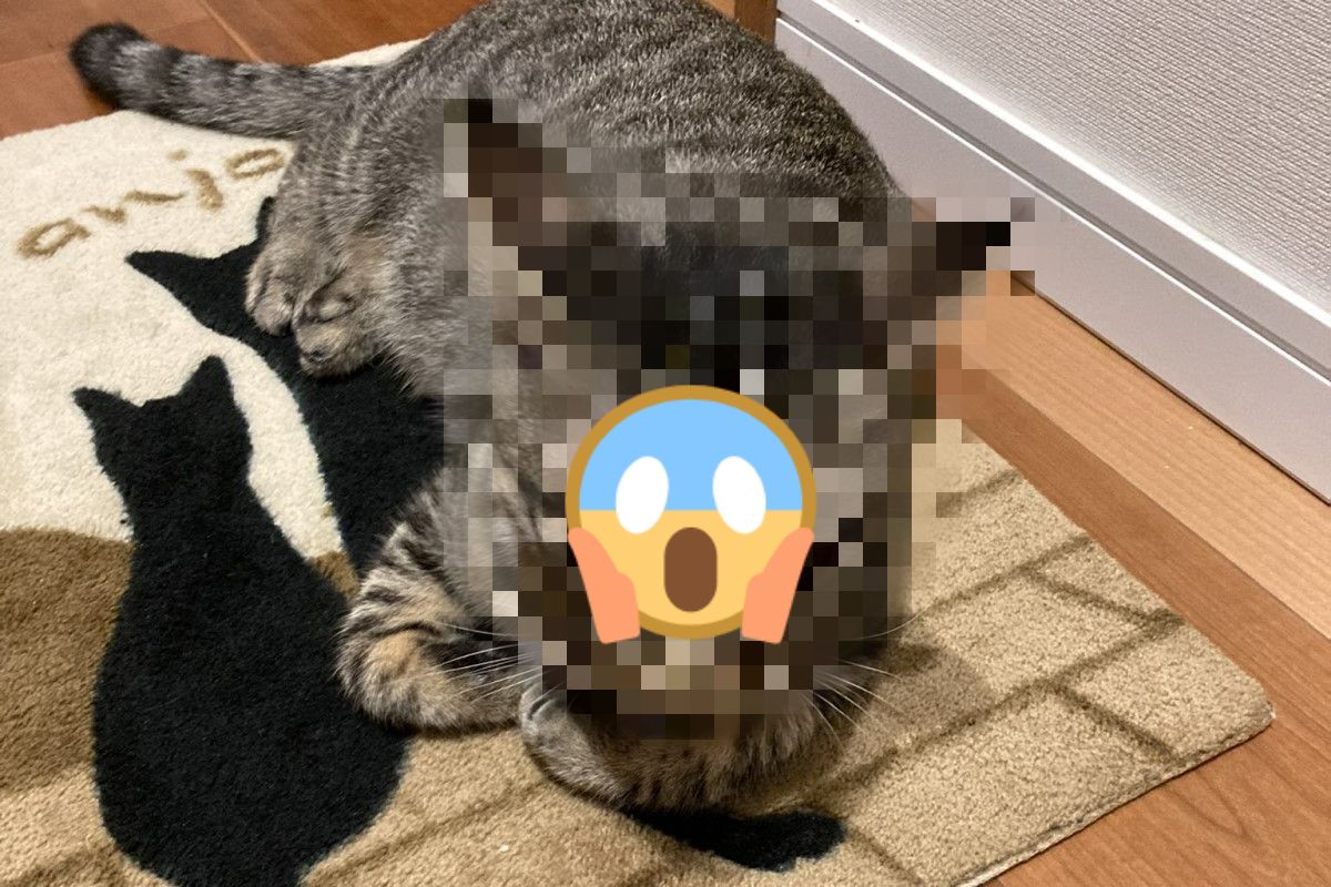 ▲日本一隻虎斑貓對於奴才晚歸相當不滿！（圖／推特帳號kagisuzu0531）