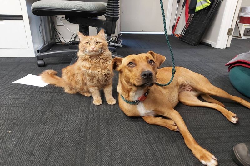 ▲紐西蘭一隻橘貓竟然成為狗狗中容中心裡的「動物輔導員」！（圖／Animal Services Wellington & Hutt Valley臉書）