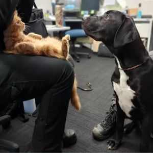 ▲柯林不僅不怕狗狗，反而能幫助工作人員辨別每一隻待認養的狗狗個性如何。（圖／Animal Services Wellington & Hutt Valley臉書）