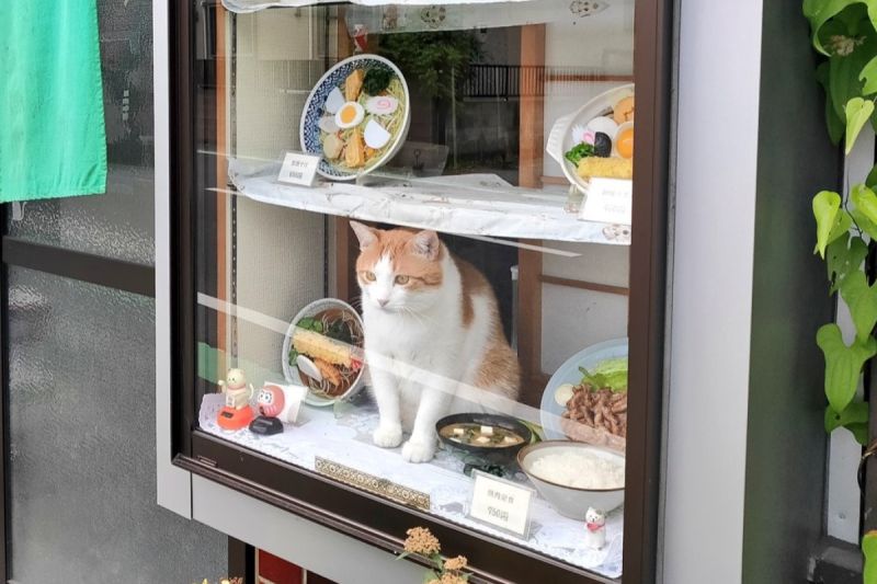 蕎麥店櫥窗坐隻「胖橘店貓」！客一看身材笑了：肯定好吃
