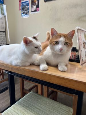 ▲店裡的兩隻店貓。（圖／Twitter：shintoshintoday）