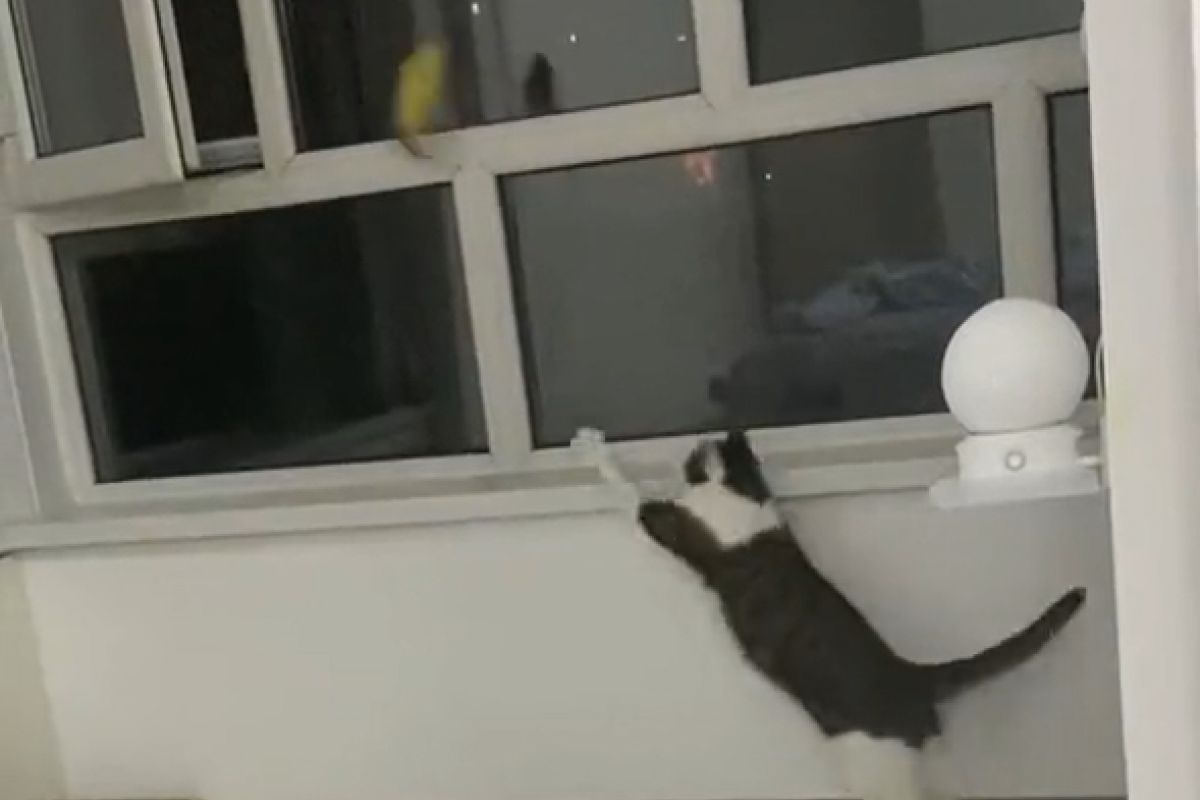 ▲家裡玩具突然大量消失？傻貓精準一拋笑瘋人：「原因找到了」。（圖／抖音：我愛小麥果汁儿） 