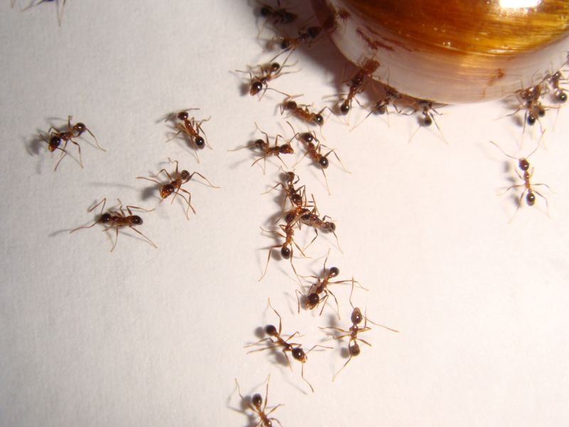 ▲英國靈異專家透露，若家中出現大量很多沒有的昆蟲，例如螞蟻，家中可能有不乾淨的東西。（示意圖/PhotoAC）