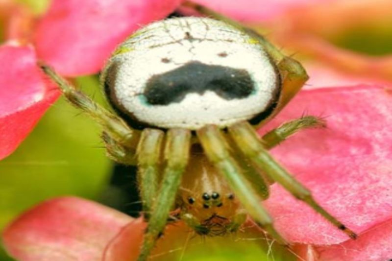 大鬍子蜘蛛與「洋芋片品牌」撞臉！廠商連署替牠改名
