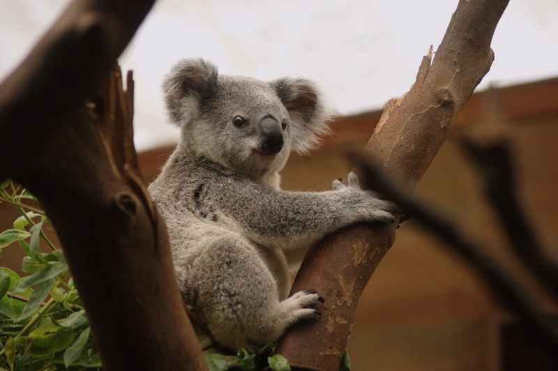 無尾熊絕跡？澳洲政府報告：暖化讓特有物種瀕危