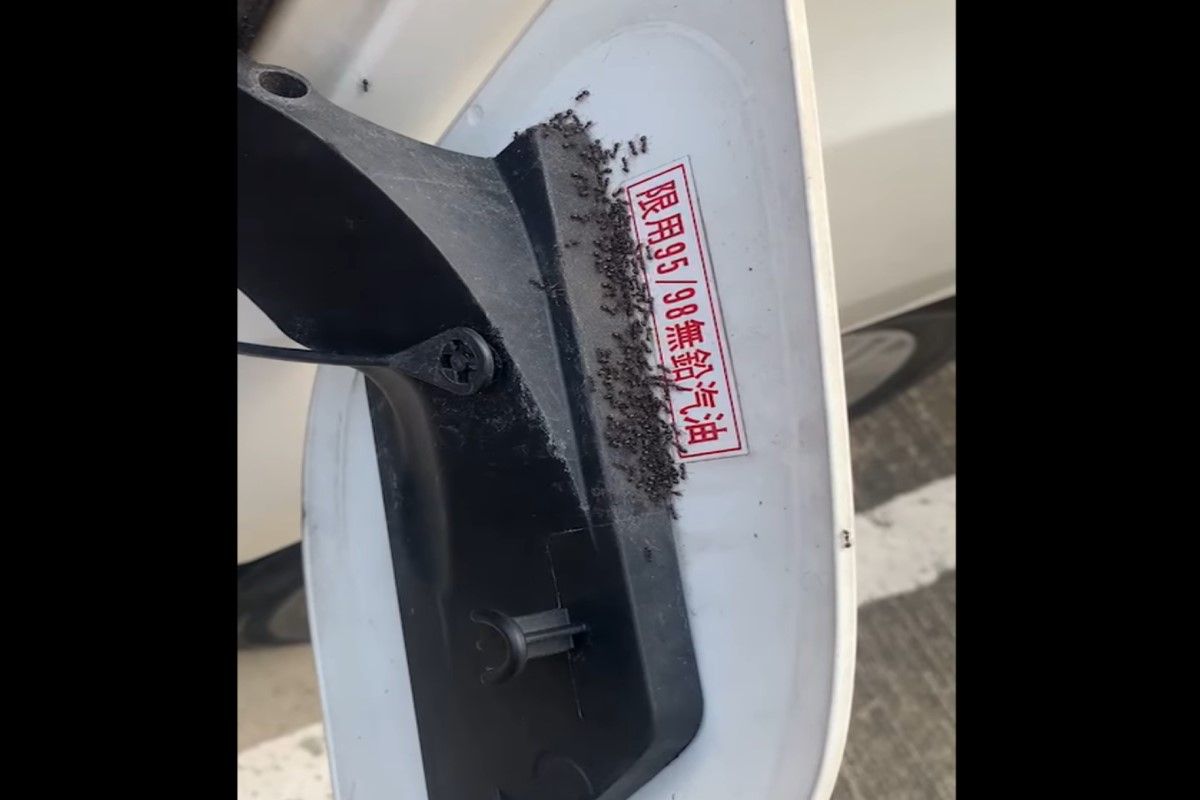 ▲一名女網友日前開車到山區，後來驚見油箱蓋內側佈滿螞蟻大軍！（圖／翻攝自《爆廢公社》）