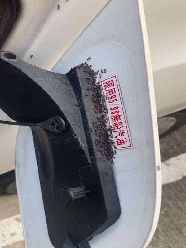 ▲原PO表示開車去山區，回來就發現油箱蓋裡有許多螞蟻，有過來人表示應該是停在有草叢或是樹叢的地方，加上雨天導致螞蟻往上爬而形成的。（圖／翻攝自《爆廢公社》）