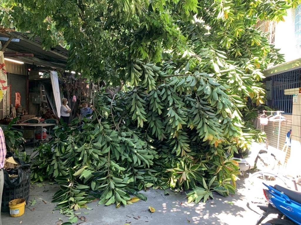 ▲高雄三民區上午突然有棵樹木倒塌，導致1名婦人被砸傷，另有2台轎車受到波及。（圖／翻攝畫面）