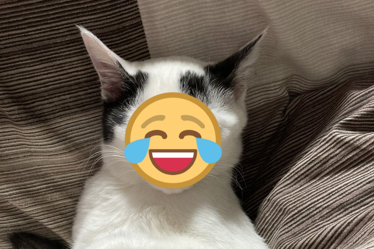 ▲日本一隻貓咪小時候超萌，長大後卻變成一臉「計畫通」！（圖／推特帳號tenrepeat）