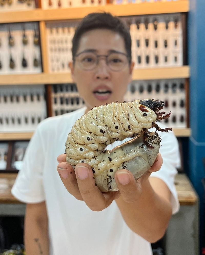 ▲陳中錦養的甲蟲幼蟲（俗稱雞母蟲），長達20公分。（圖／昆蟲擾西粉絲頁，2022.07.20）
