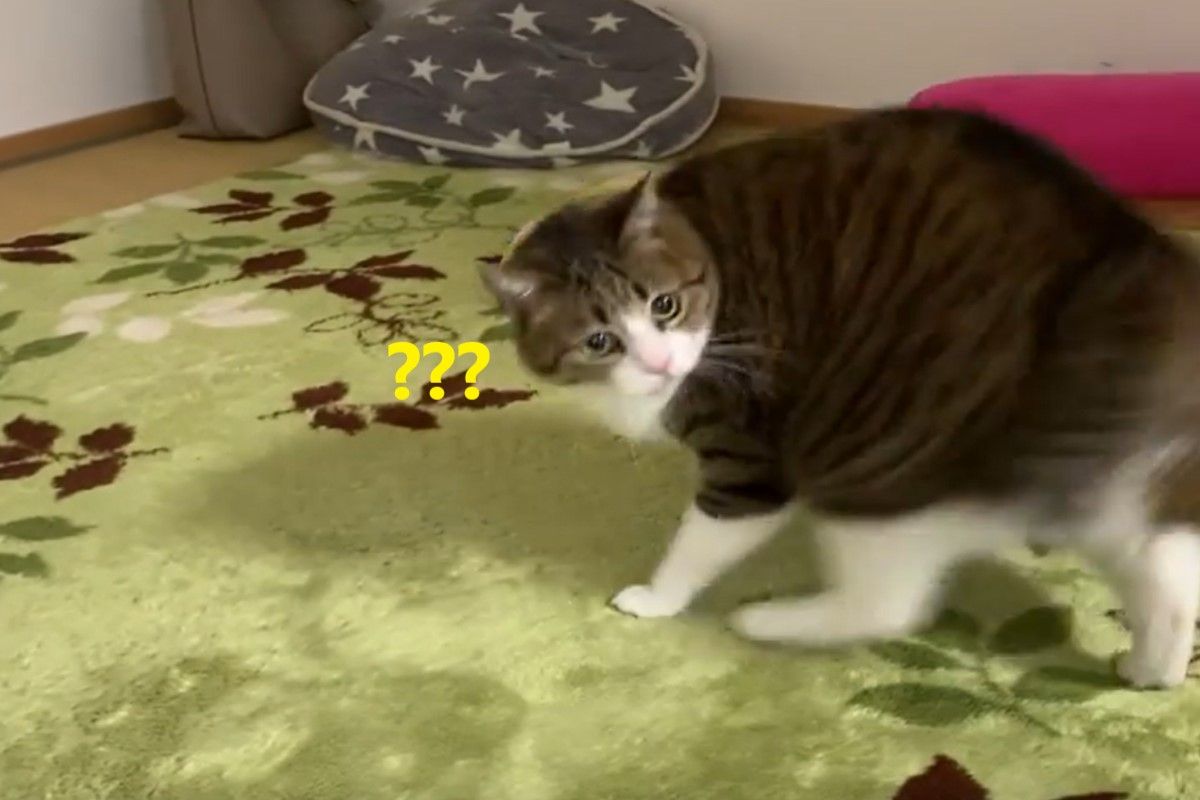 ▲日本一隻貓咪舔毛到一半，突然大秀「地板動作」！（圖／推特帳號suzume0513）