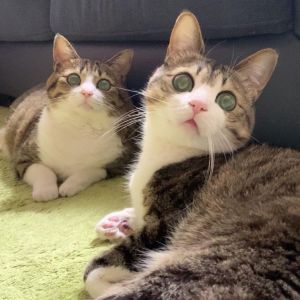 ▲「Unagi」（左）原本是一隻差一點被安樂死的貓咪，因為與飼主家的貓咪「Suzume」長相非常神似而收編。（圖／推特帳號suzume0513）