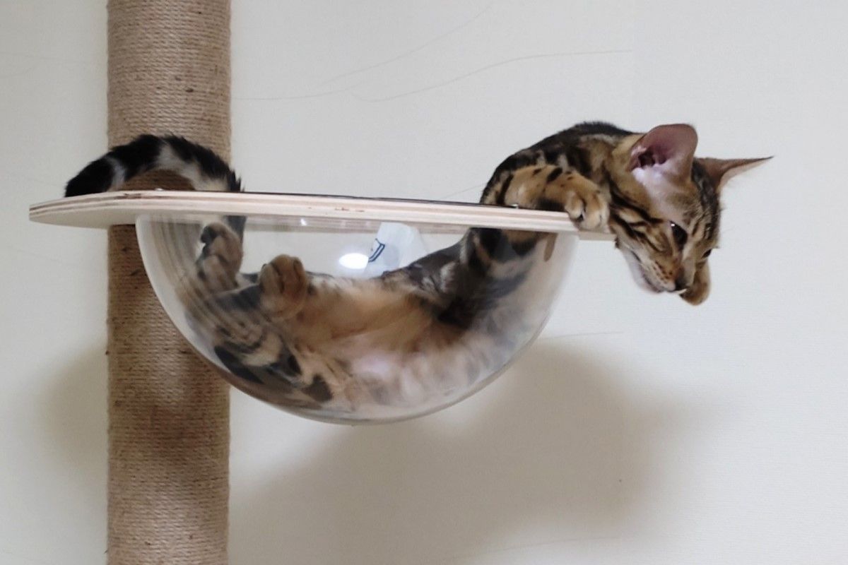 ▲貓貓蛇出沒！在太空罩中究極大變身，像是沒有脊椎的模樣超驚人。（圖／Twitter：yusakovichi）