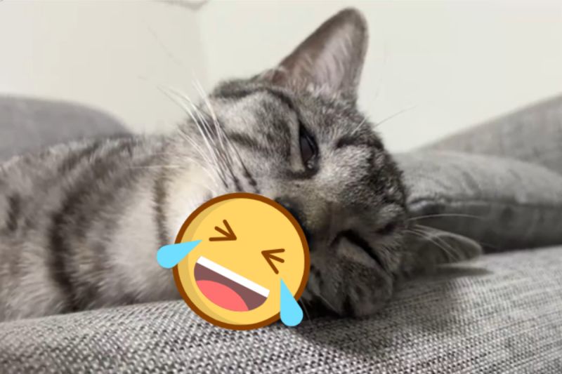▲日本一隻貓咪熟睡的模樣太崩壞，飼主戲弄牠也沒反應。（圖／推特帳號totomaru_hanmi）