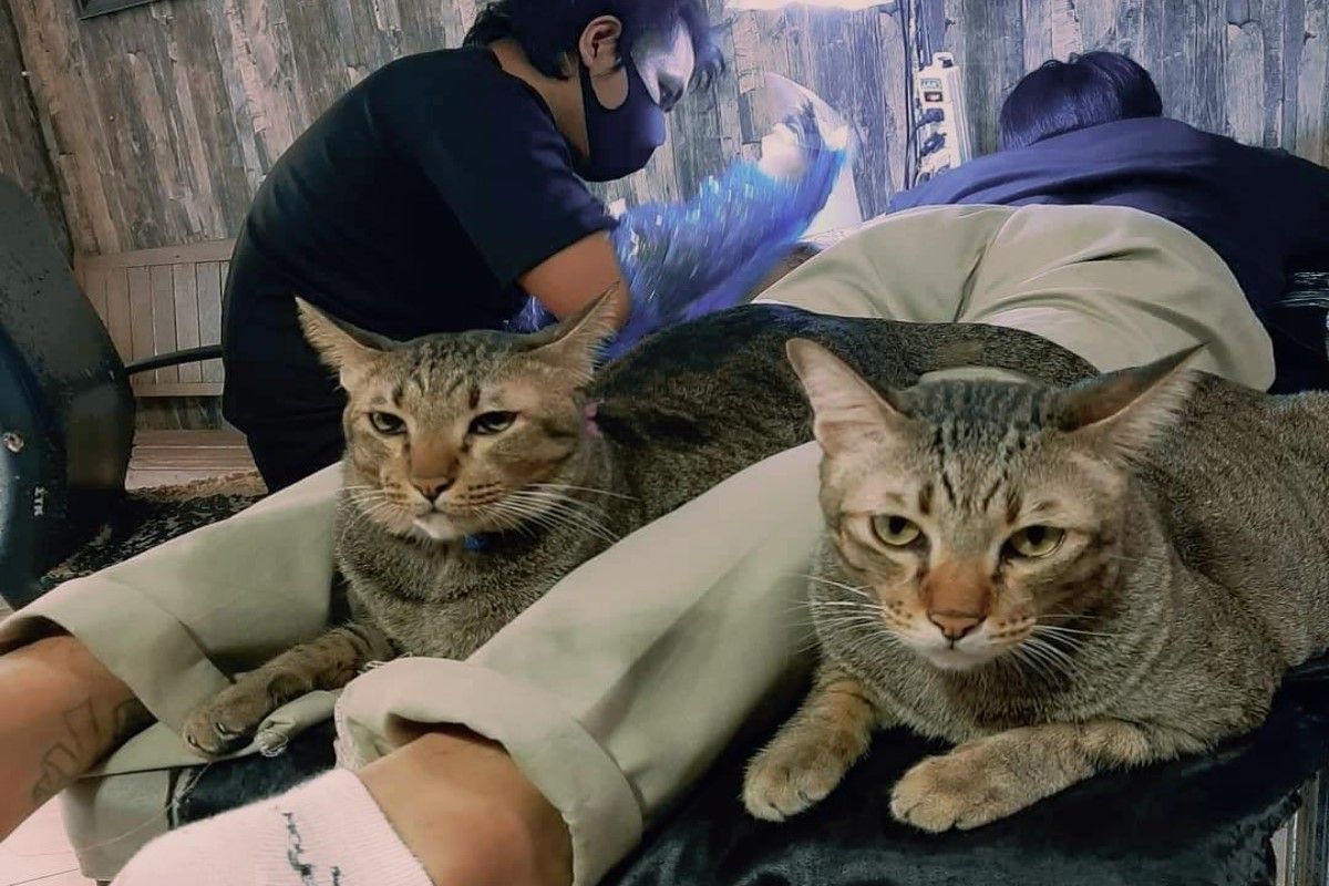 ▲泰國一間刺青店裡飼養好幾隻毛員工，負責療癒客人。（圖／FB帳號EssterTattooStudioBkk）