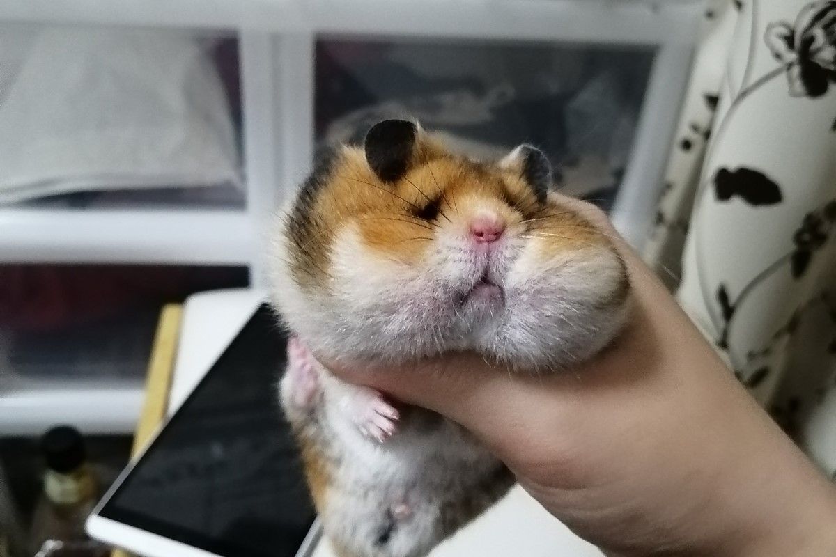 ▲太貪心啦！鼠寶將自己塞成鬆獅犬，鼓著大臉頰滿臉憂鬱：「該怎麼辦？」（圖／Twitter：Hamusekilei）