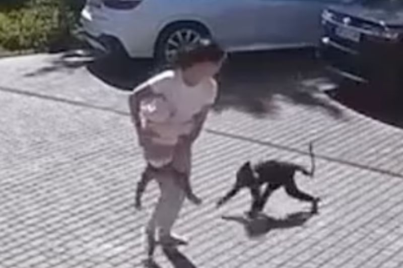 ▲俄羅斯近日發生一起猴子攻擊女童導致她傷重的驚悚事故。即使女童的母親拚命將女兒拉開，猴子仍持續攻擊。（圖／翻攝自每日郵報）