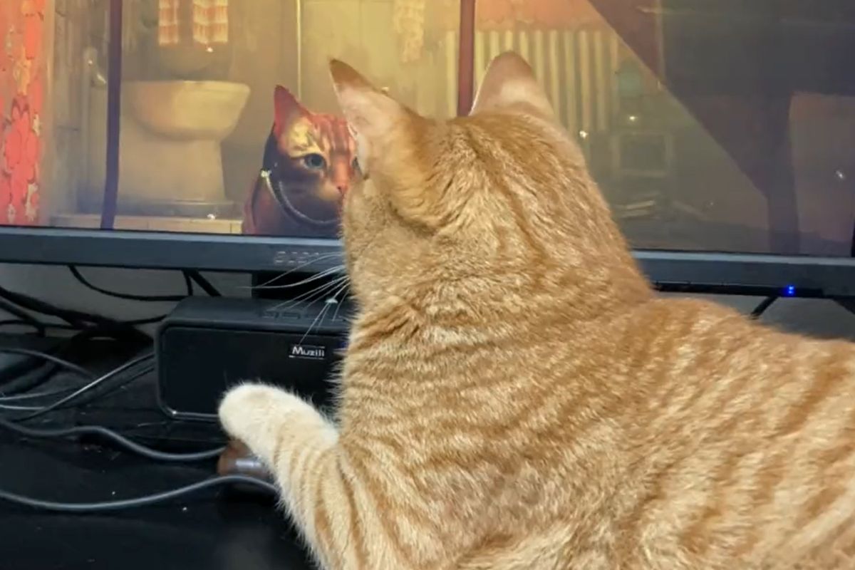 ▲《Stray》遊戲中的貓貓太真實，真假喵竟透過螢幕隔空對話，網友大讚：「太有料」。（圖／Twitter：39Racko）