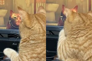 ▲尼爾對遊戲中橘貓的叫聲頗感興趣。（圖／Twitter：39Racko）
