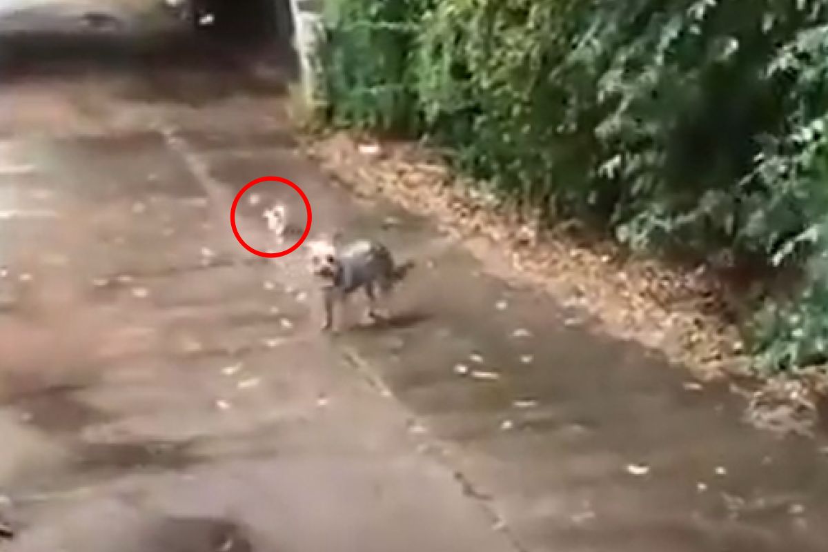 ▲狗狗冒雨散步，回來時屁股後多了一隻跟屁蟲，竟是牠想收留牠。（圖／GFYCAT：esberat）