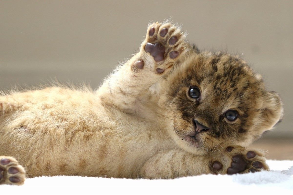 ▲小奶獅眼睛閃亮亮，躺飼育員大腿吃手手賣萌。（圖／Twitter：africansafari1）