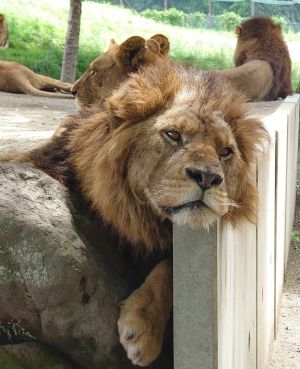 ▲園內養有許多動物，這是慵懶的大獅子。（圖／Twitter：africansafari1）