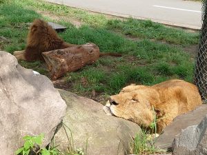 ▲這是另一隻慵懶的大獅子。（圖／Twitter：africansafari1）
