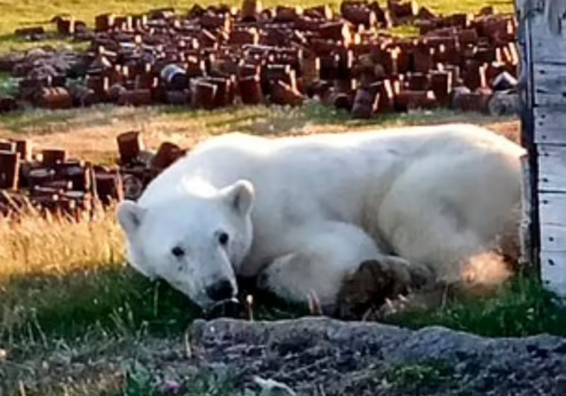 北極熊舌卡罐頭　俄動物園人員救援
