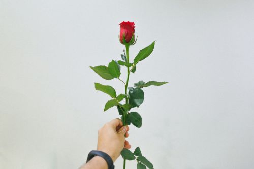 ▲5月14日這天玫瑰花可別亂送，紅玫瑰傾訴愛意，白玫瑰代表猶疑，但送到黃玫瑰就是要和對方道別了。（示意圖／取自unsplash）